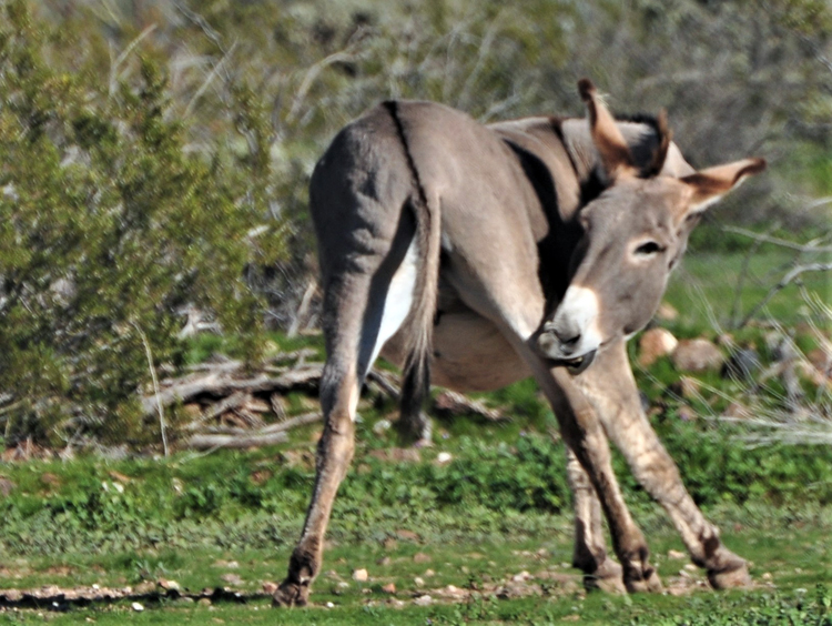 herd of donkeys